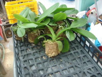 胡蝶蘭の植え替え 胡蝶蘭ドクター Com 胡蝶蘭の植え替え 胡蝶蘭ドクター Com