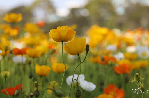 丘の上ひなげしの花で 雲の上はいつも晴れ