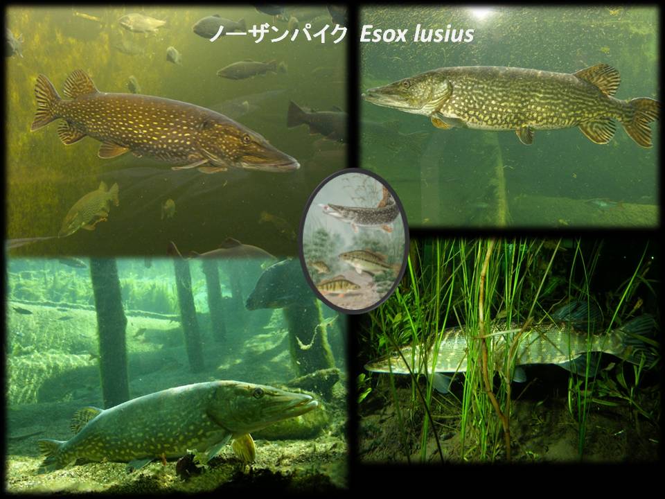 オルドビス造形工房 スター ジョン ブログ編