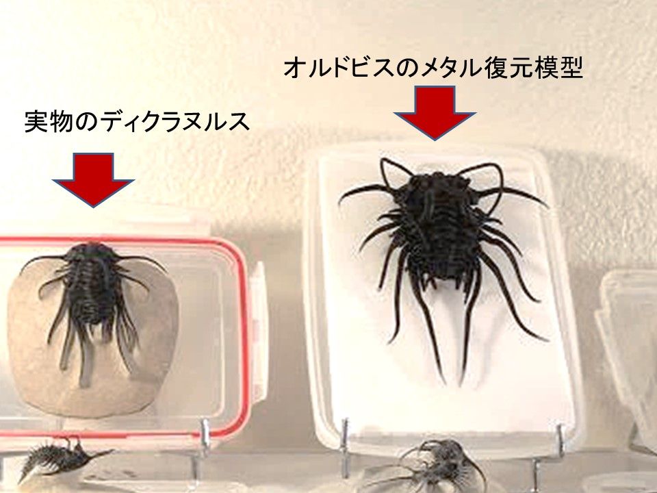 ツゲ様 文玩堂：オリーブ核の原核21mmとオリーブ核彫刻の本 極美麗‼️コグナタフタオチョウ 立体標本 蝶標本