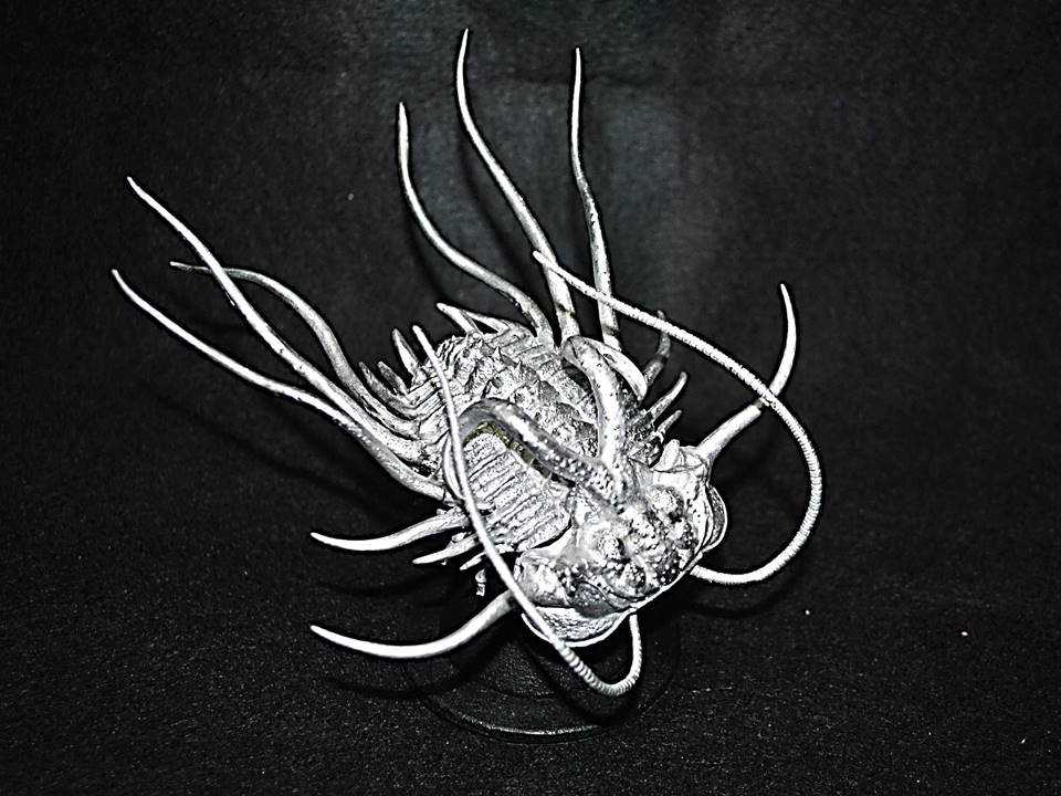 3D三葉虫ディクラヌルス予約開始します！ : オルドビス造形工房