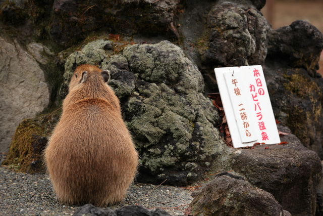 埼玉県 こども動物自然公園 カピバラ温泉 フリーダムカンガルー だらっとコアラ 俺が好き