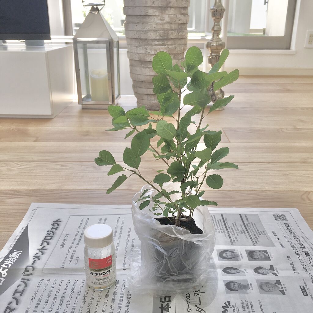 スモークツリー ピンチ Orenogreenのblog スモークツリー ピンチ Orenogreenのblog