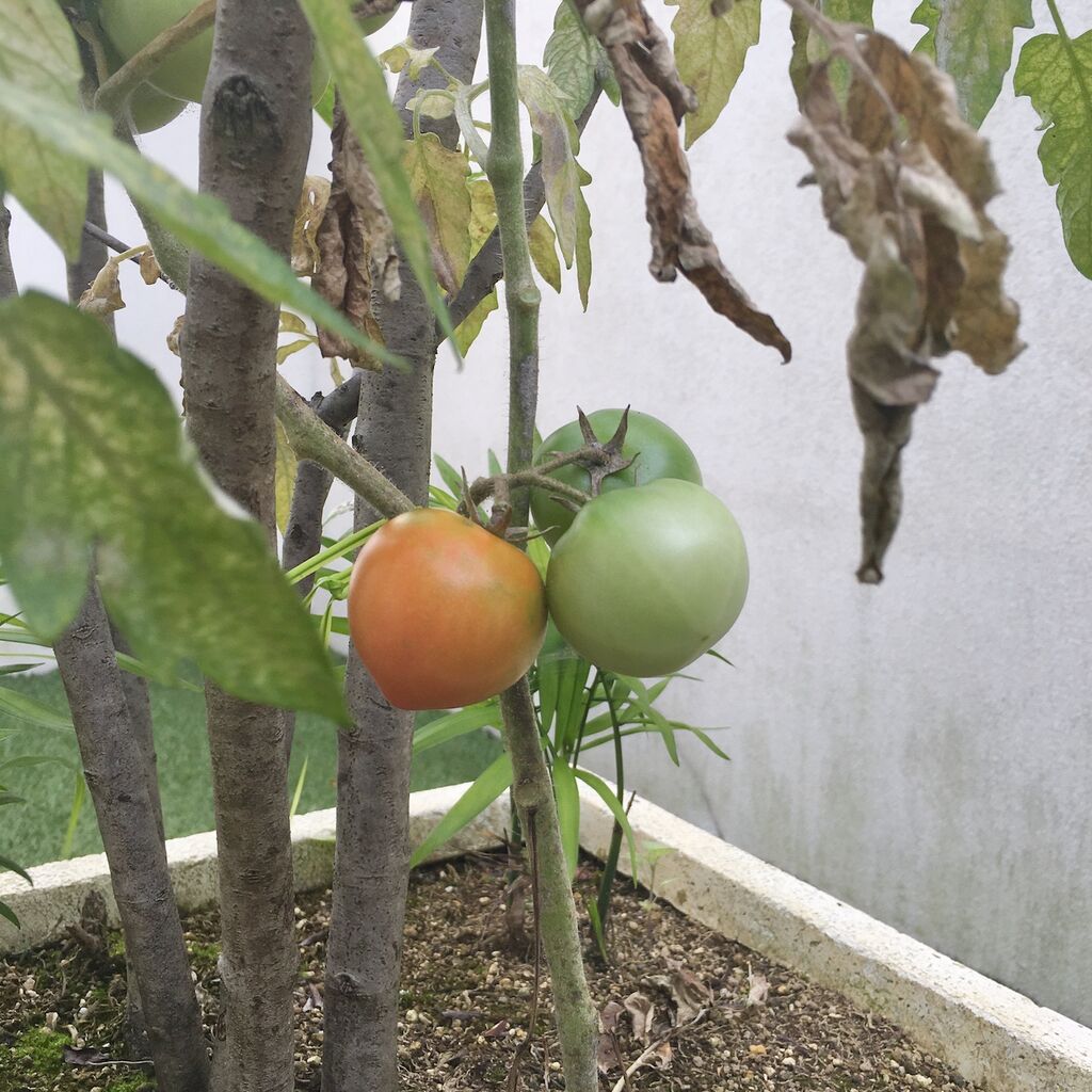 ミニトマト 病気になる Orenogreenのblog