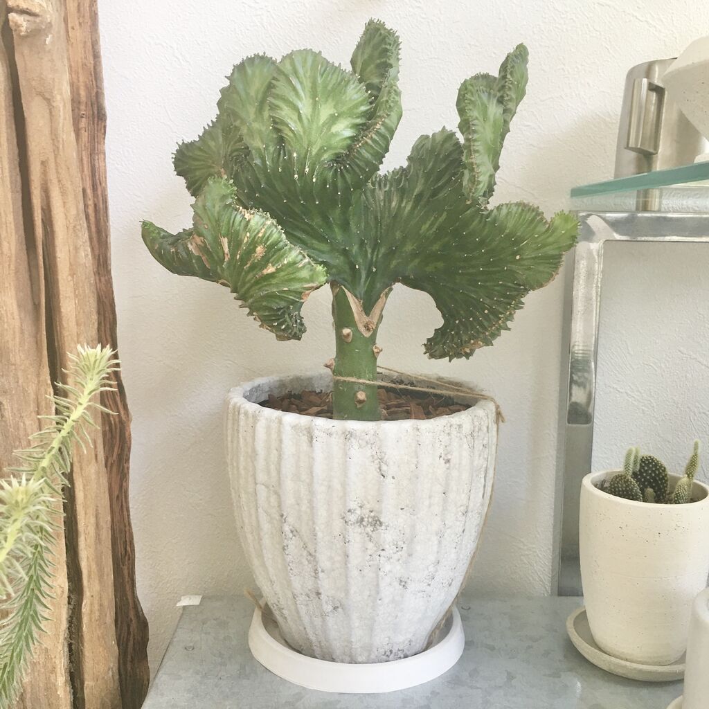 ユーホルビア Orenogreenのblog ユーホルビア Orenogreenのblog