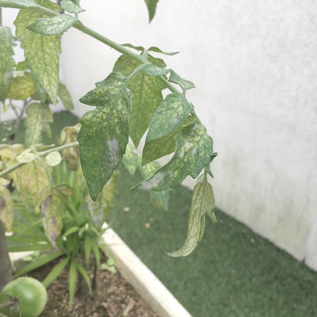 ミニトマト 病気になる Orenogreenのblog ミニトマト 病気になる Orenogreenのblog