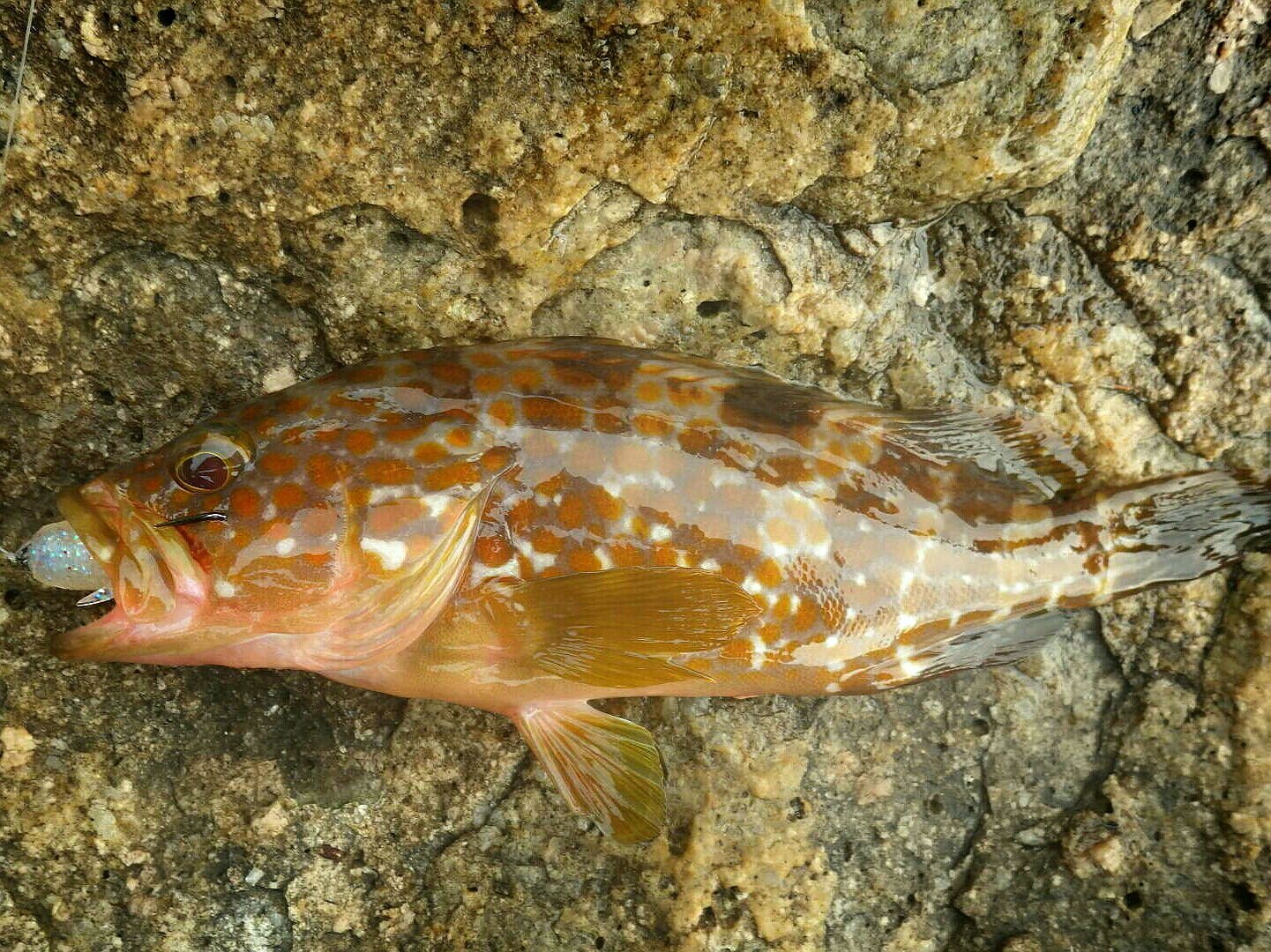 7 16 いよいよシーズン突入 日本海アコウ 俺の釣り日記 釣るまでやめん 7 16 いよいよシーズン突入 日本海アコウ 俺の釣り日記 釣るまでやめん