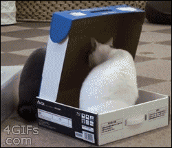 画像大量 猫と一緒に寝る奴wwwwwww 俺将速報 おはd 画像大量 猫と一緒に寝る奴wwwwwww 俺将速報 おはd