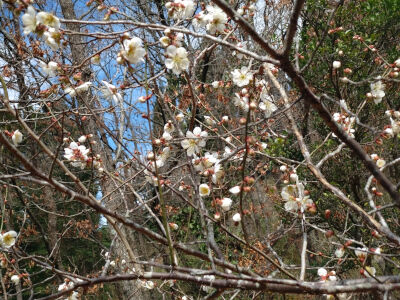 梅の花25-2