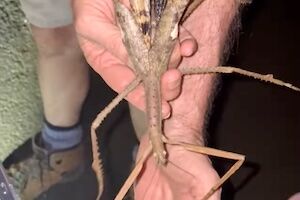 【動画】40センチ！オーストラリアで発見された新種の虫、あまりにも大きすぎる(@_@;)