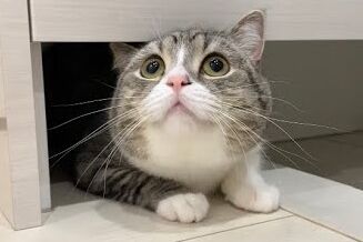 【朗報】もちまる日記さん、保護猫が加入し3匹体制へ