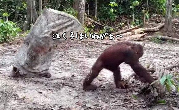 幽霊襲来。袋を被ってお化けに扮し、仲間を驚かすのが楽しくなっちゃったオランウータン