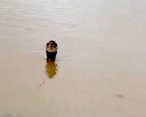 【動画】中国洪水で養蛇場から毒コブラを含む900匹の蛇が逃げ出して噛まれた1人が死亡。