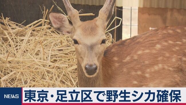 荒川のシカ殺処分？ 「飼いたい」 問い合わせ相次ぐも