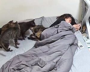 【動画】ネコ多頭飼い女子の毛玉嘔吐の対処方法が（ノ∇`）