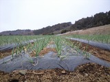 玉ねぎ110303