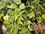 DSCN0714
