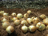 DSCN0668