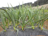 DSCN0577