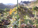 CA390637
