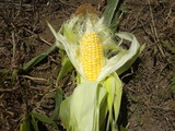 DSCN0728