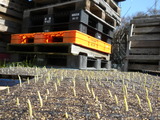 DSCN0553