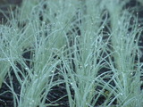 DSCN0448
