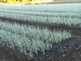 DSCN0447