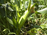DSCN0720