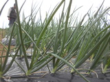 DSCN0567