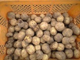 CA390737
