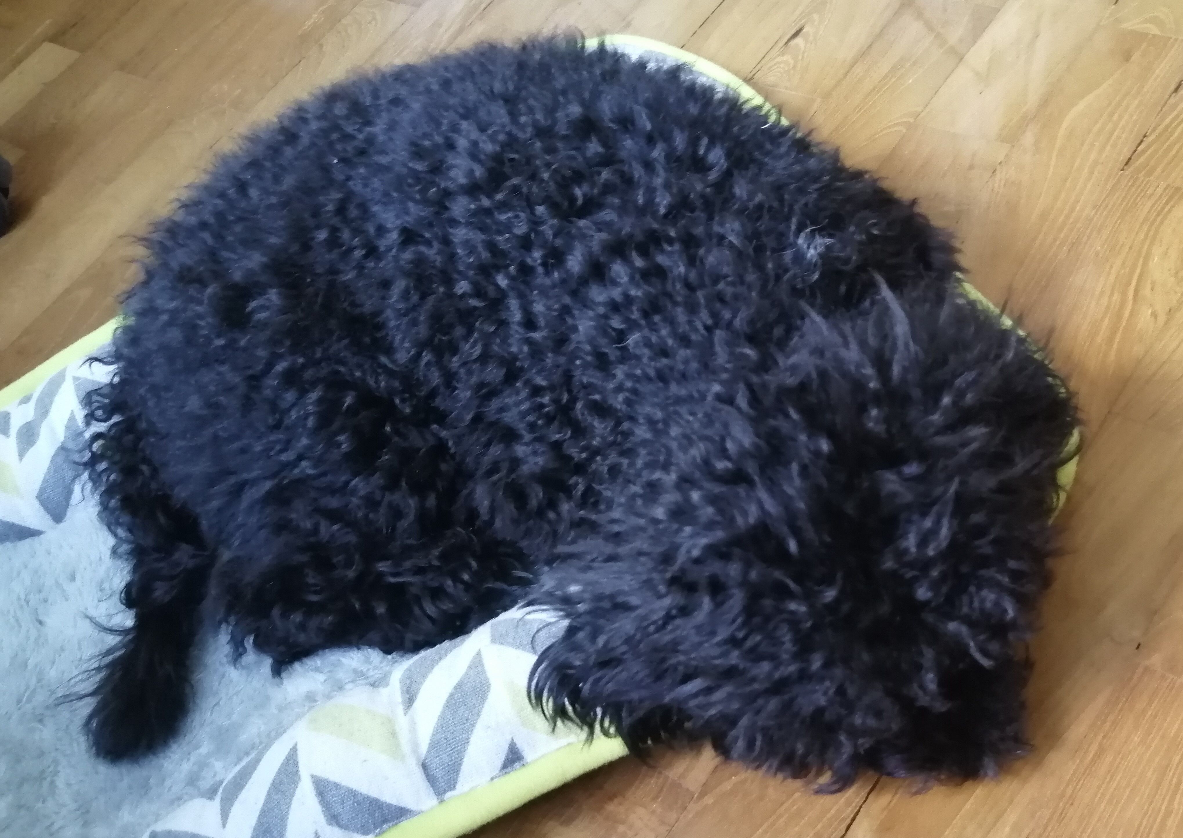 メイドを雇う マハラニの雑記帳