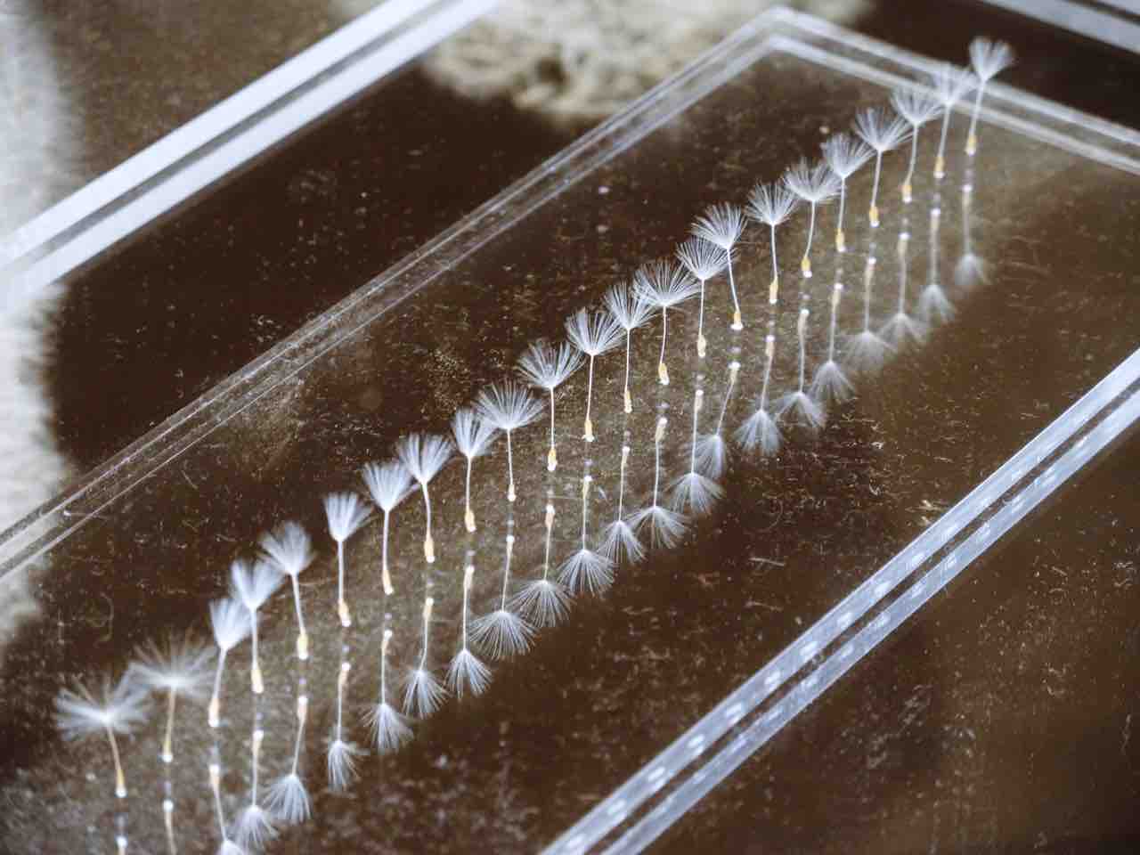 綿毛の建物 座った犬を立たせる 発想が天才すぎる東京ミッドタウンアワード2018 アートの定理