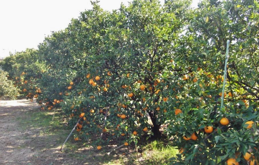 はるみの栽培 静岡経営塾 はるみの栽培 静岡経営塾