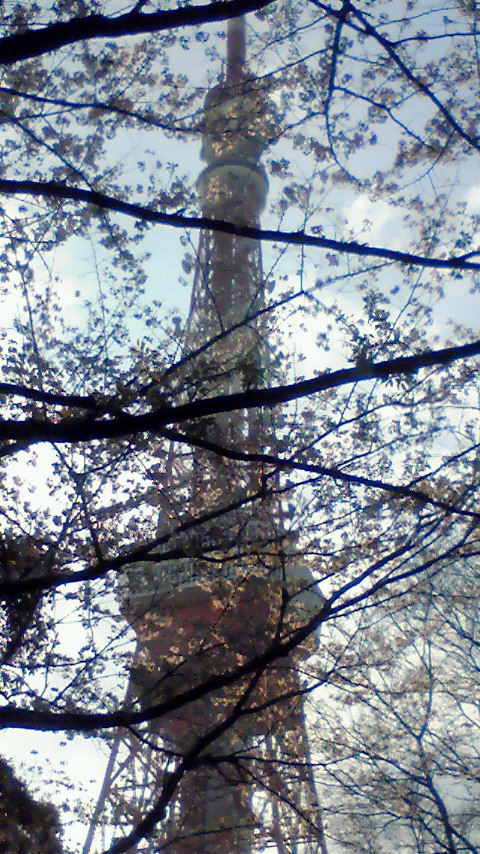 sakuratower