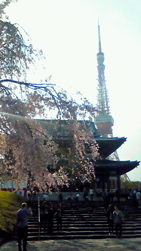 sakuratower3