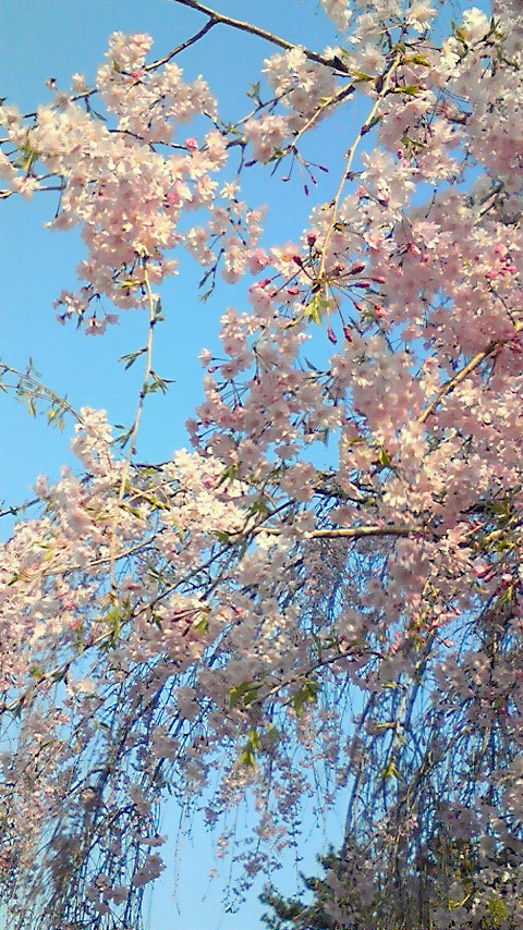 sakura4
