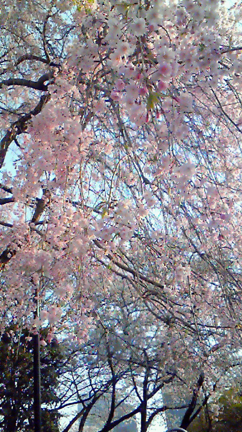 sakura3