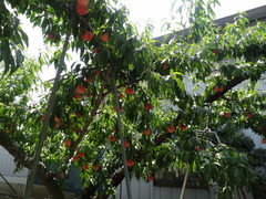 DSC04687