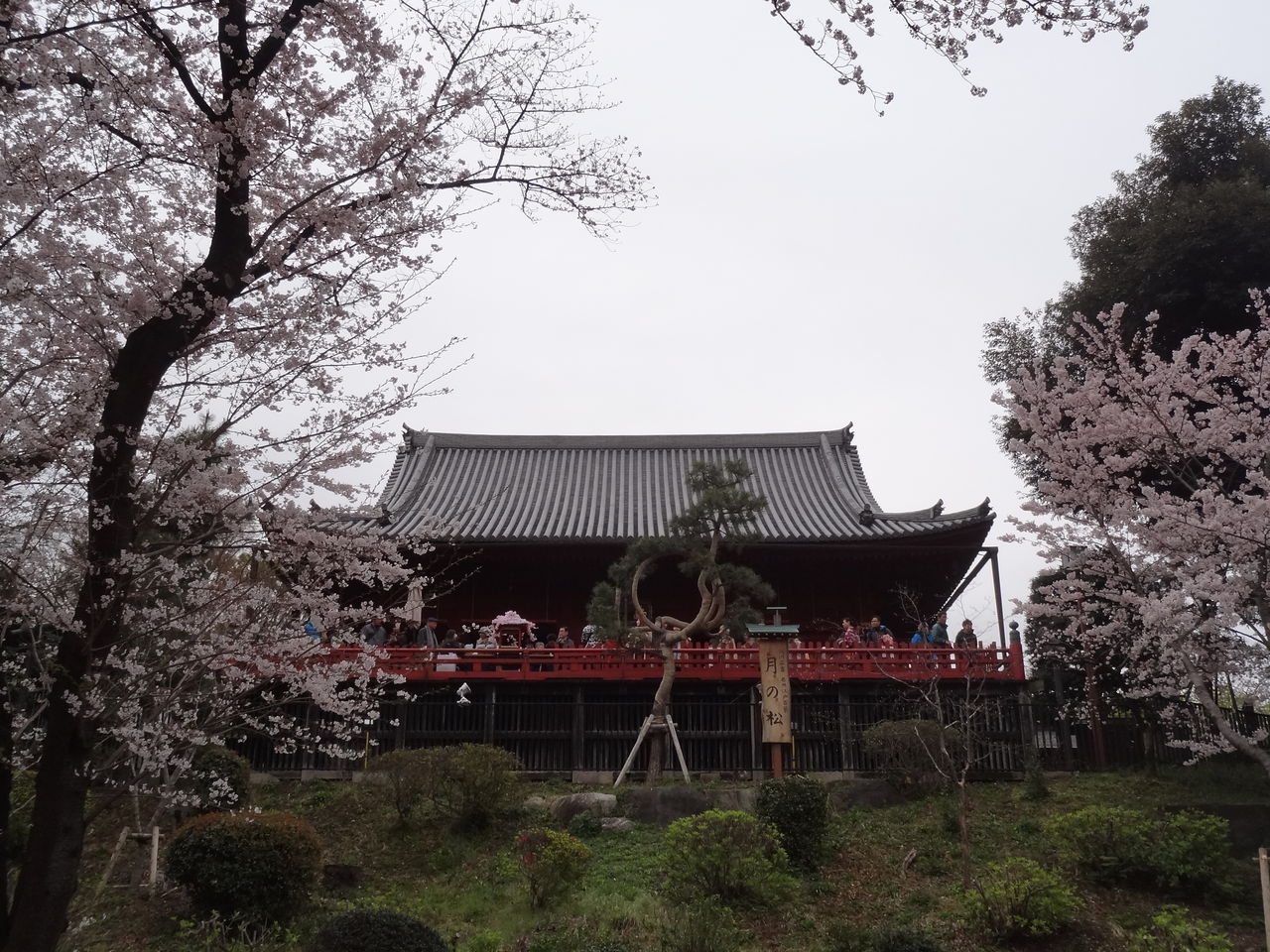 平成28年 16年 4月 満開の桜 上野公園の様子 良月 りょうげつ の たび日記 平成28年 16年 4月 満開の桜 上野公園の様子 良月 りょうげつ の たび日記