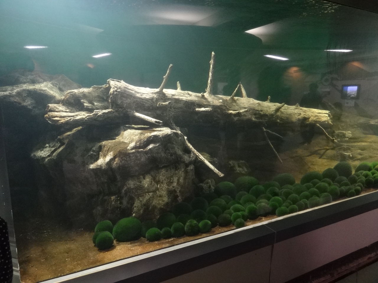 阿寒湖 観光5 チュウルイ島 マリモ展示観察センター 良月 りょうげつ の たび日記 阿寒湖 観光5 チュウルイ島 マリモ展示観察センター 良月 りょうげつ の たび日記