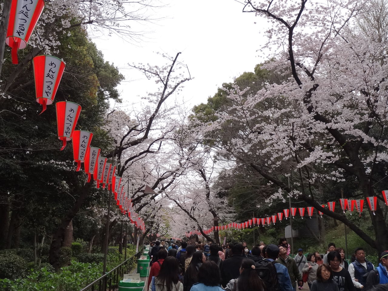 平成28年 16年 4月 満開の桜 上野公園の様子 良月 りょうげつ の たび日記 平成28年 16年 4月 満開の桜 上野公園の様子 良月 りょうげつ の たび日記