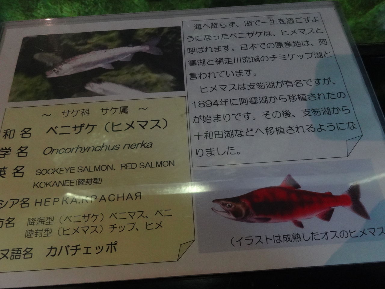 標津 サーモン科学館 サーモンパーク 見学2 良月 りょうげつ の たび日記 標津 サーモン科学館 サーモンパーク 見学2 良月 りょうげつ の たび日記