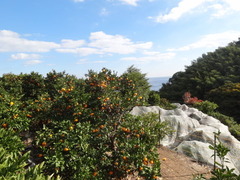 DSC05923