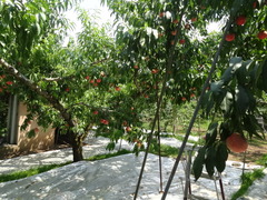 DSC04681