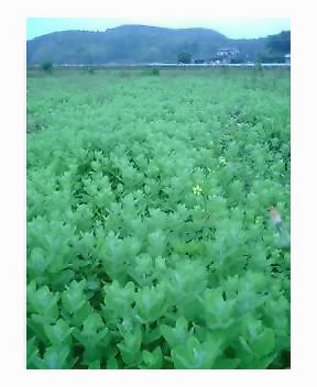 折原園芸blog