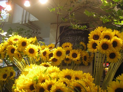 折原園芸ひまわりフェア Aoyama Flower Market 折原園芸blog 折原園芸ひまわりフェア Aoyama Flower Market 折原園芸blog