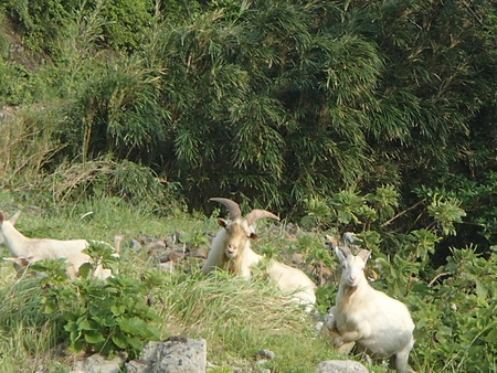P9050055