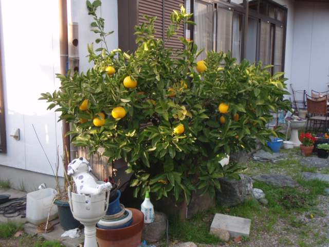 我家のハッサクです 気ままにヨットライフ