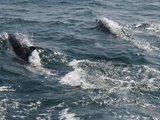 P7120269イルカ
